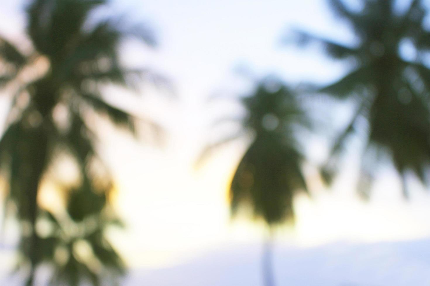 Blurred background Coconut palm trees at sunset in background photo