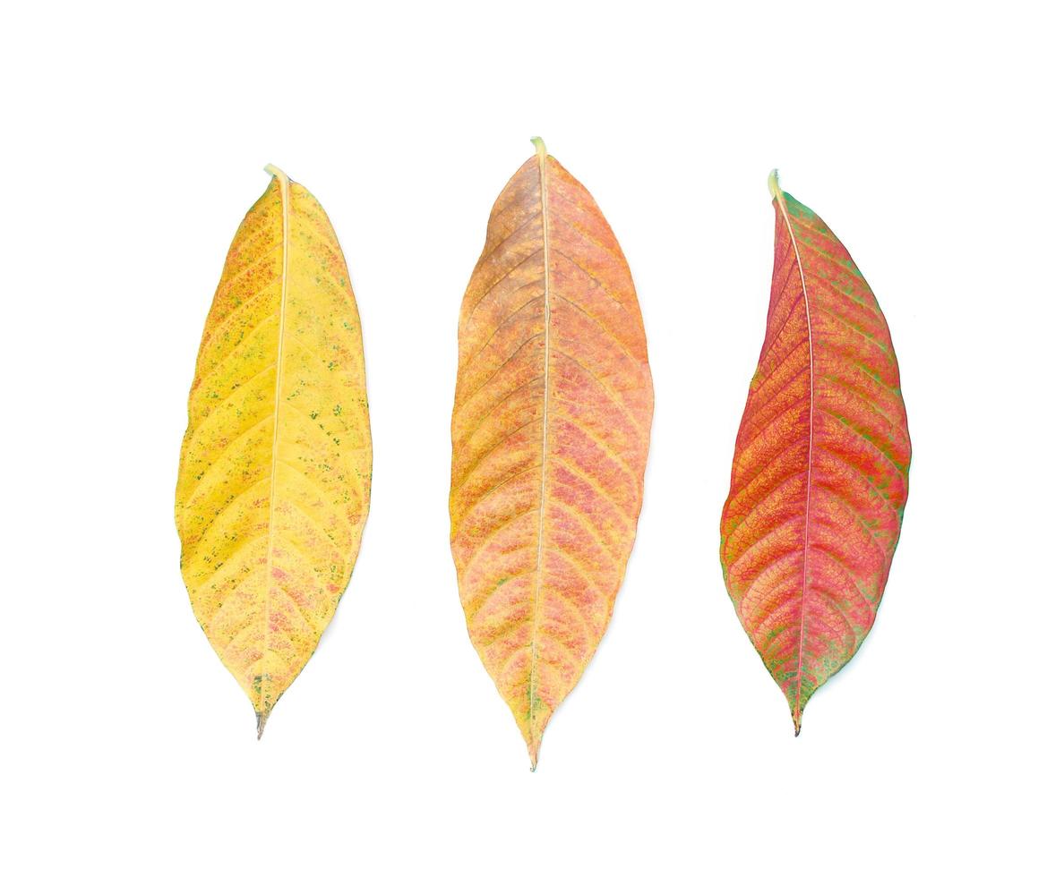 Colección de hojas de otoño amarillas sobre fondo blanco. foto