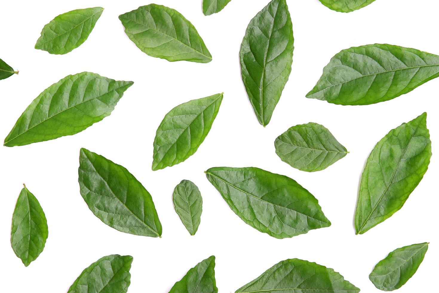 fresh green leaves on white background photo