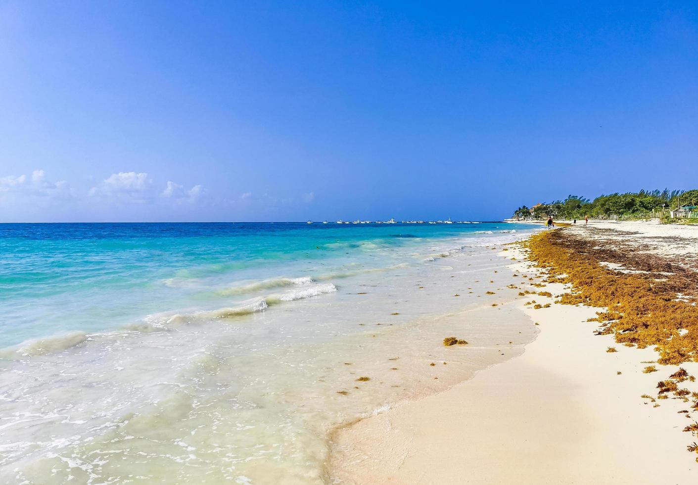 Algas rojas playa sargazo punta esmeralda playa del carmen méxico foto