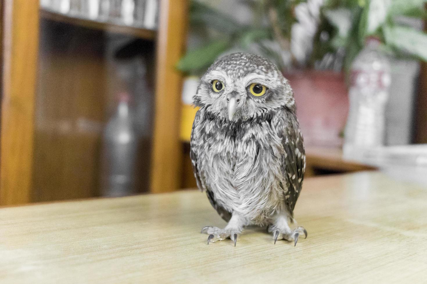 Cute owl baby with big yellow eyes from Pokhara, Nepal photo