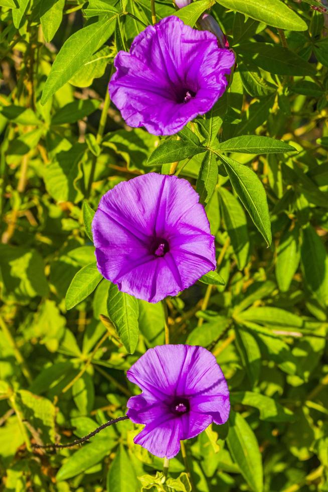 Flor de la gloria de la mañana rosa mexicana en la cerca con hojas verdes foto