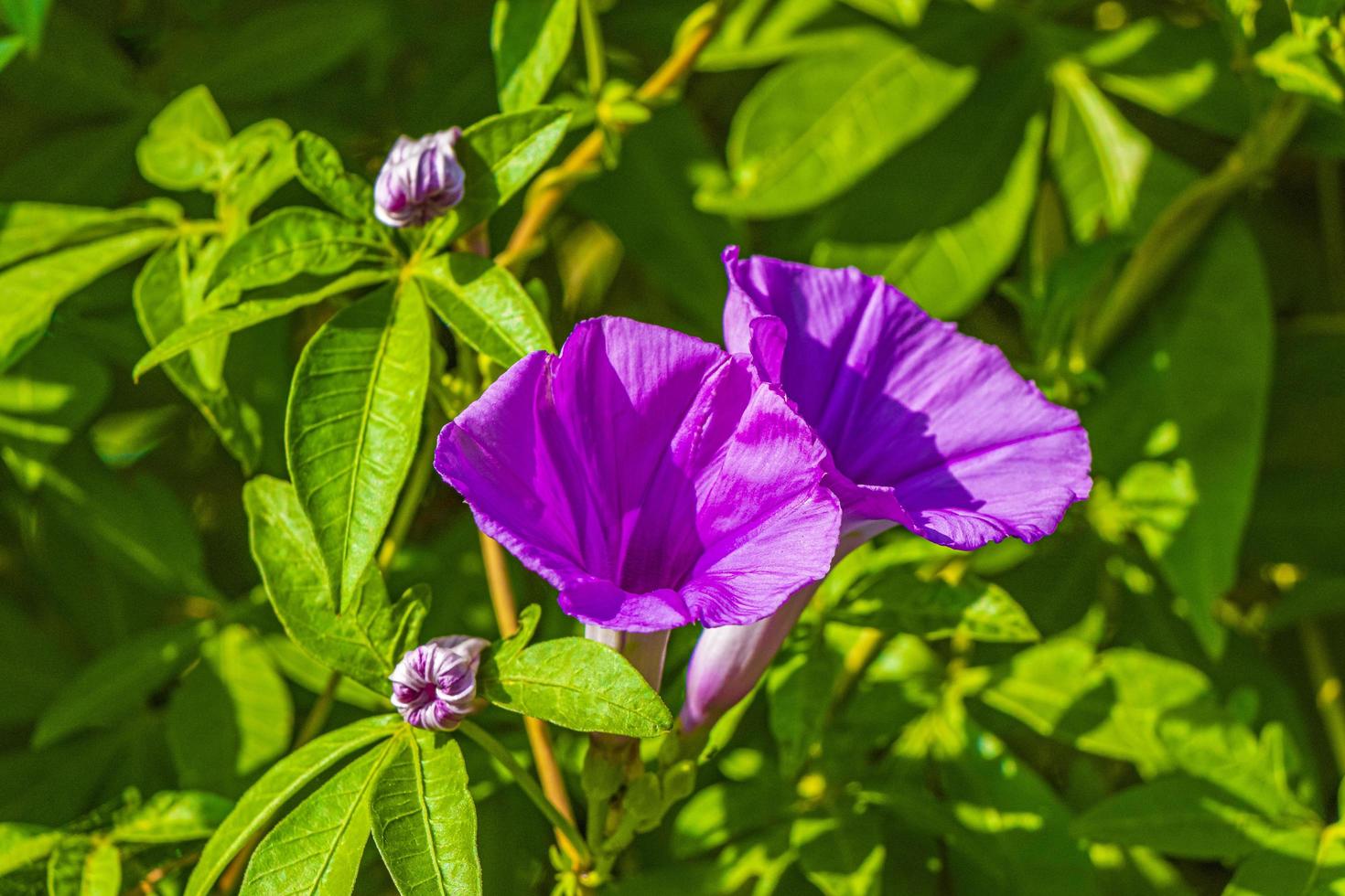 Flor de la gloria de la mañana rosa mexicana en la cerca con hojas verdes foto