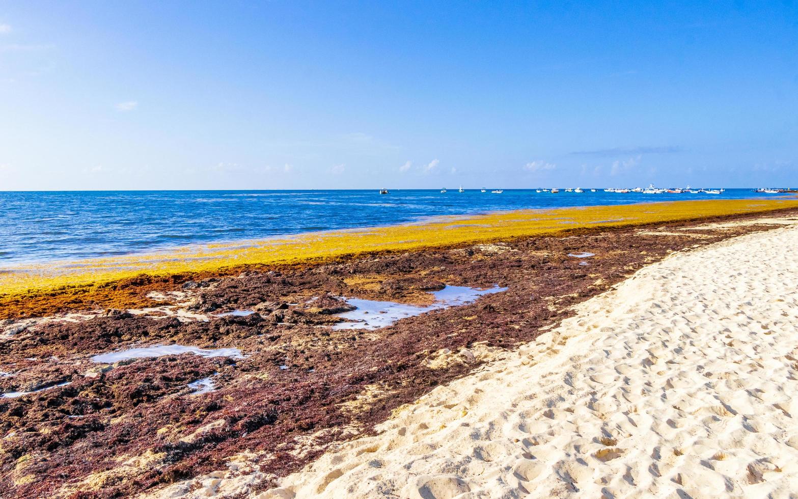 Muy repugnante sargazo de algas rojas playa Playa del Carmen, México foto