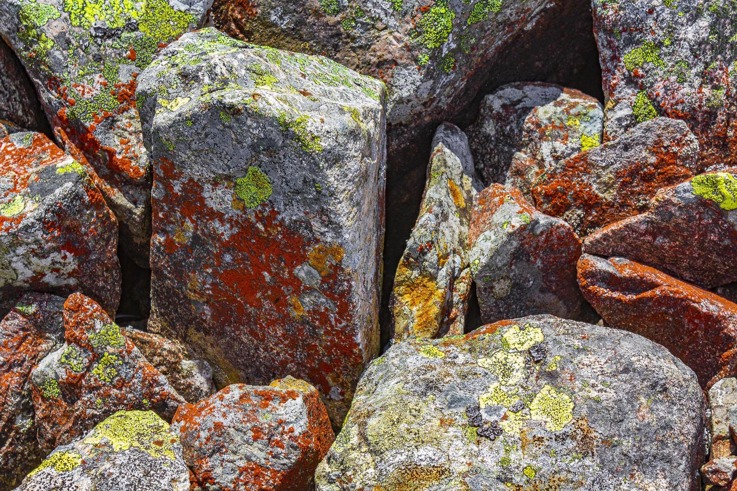 Stone rock texture with colorful red moss and lichen Norway photo