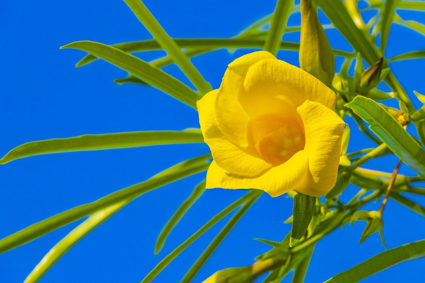 Flor de adelfa amarilla en árbol con cielo azul en México foto