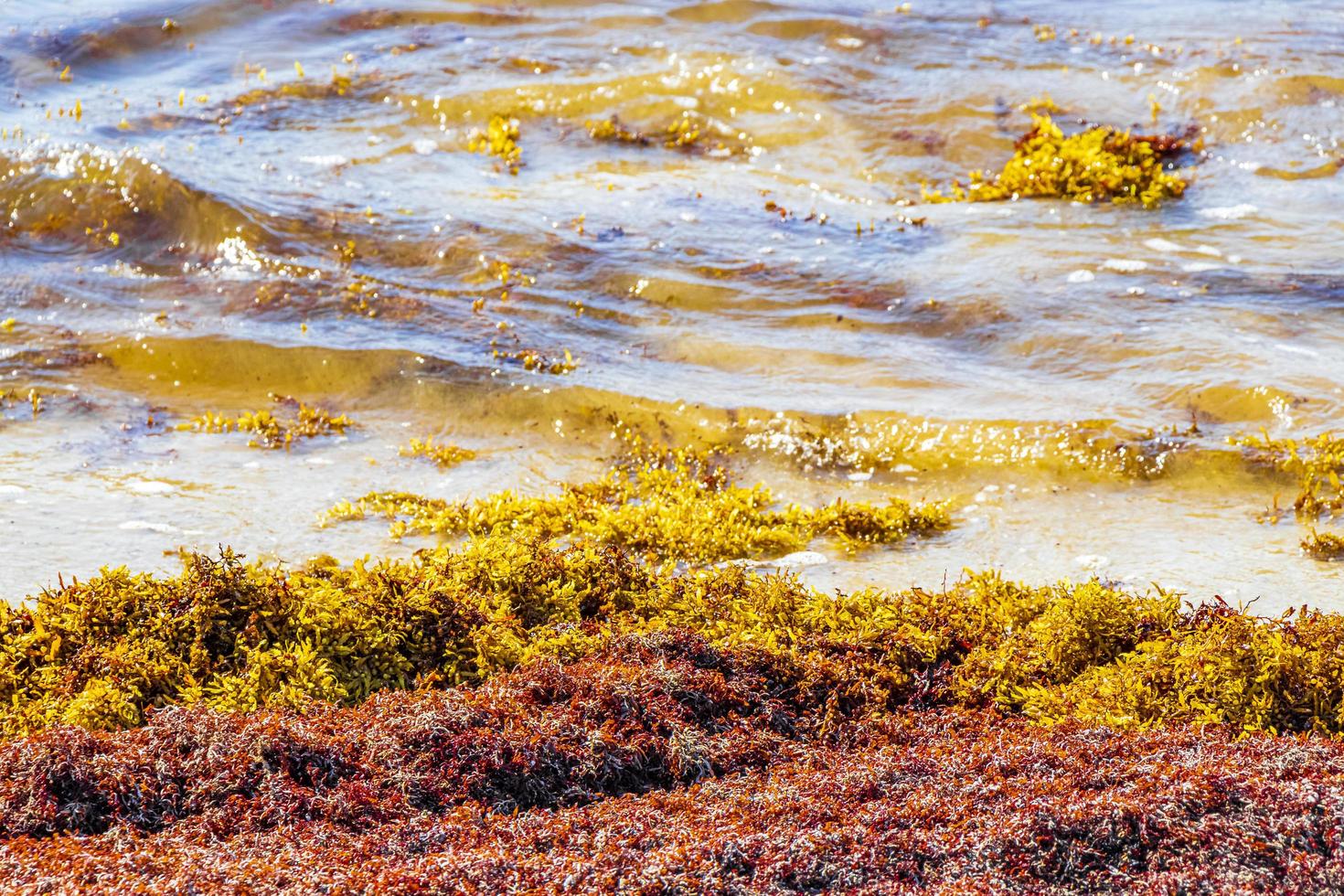 Very disgusting red seaweed sargazo beach Playa del Carmen Mexico photo