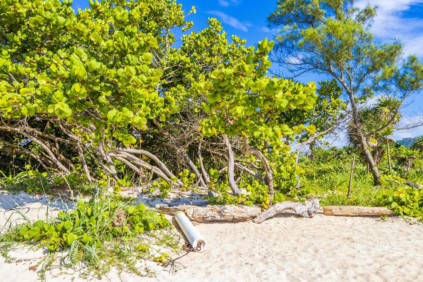 playa tropical mexicana con palmeras playa del carmen mexico foto