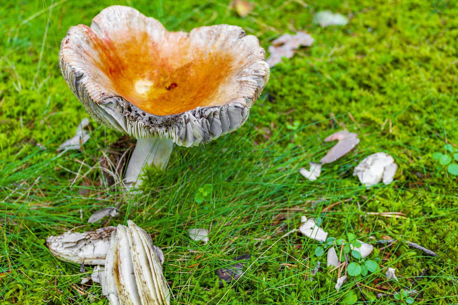 Amanita muscaria toadstool naranja en el bosque de Noruega foto