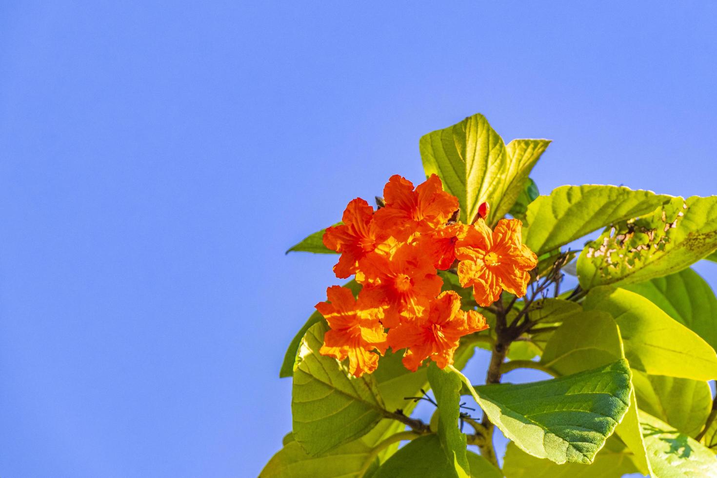 Kou cordia subcordata árbol en flor con cielo azul en México foto