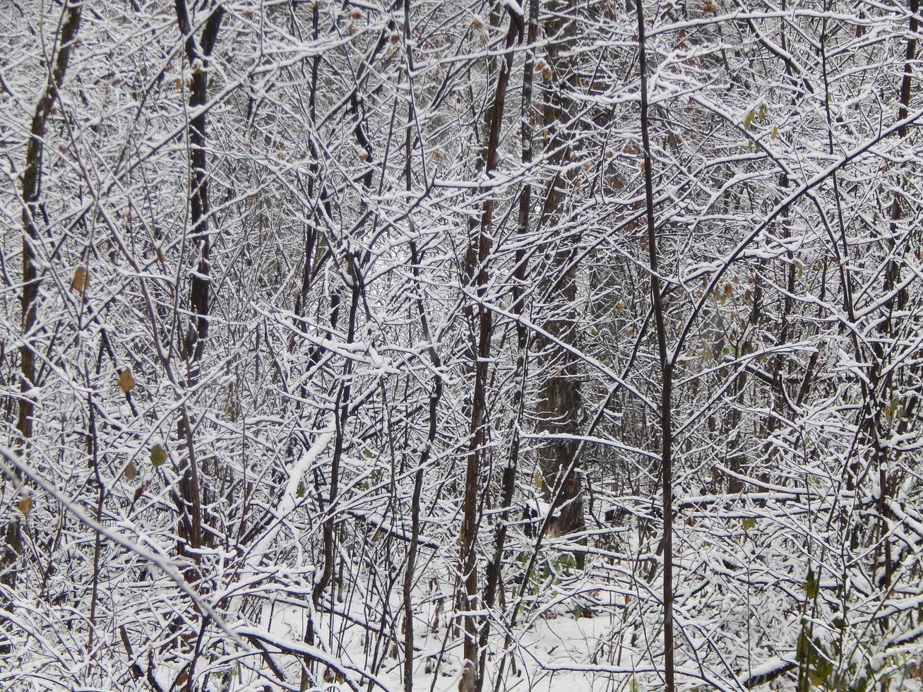 texturas de nieve invernal, árboles y plantas heladas. foto