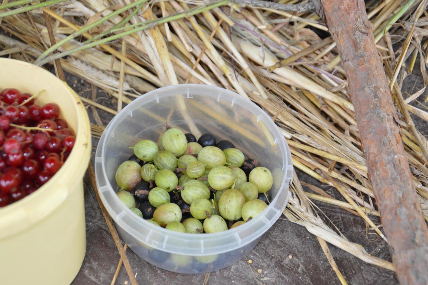 Bodegón de bayas y hortalizas cosechadas en el jardín. foto