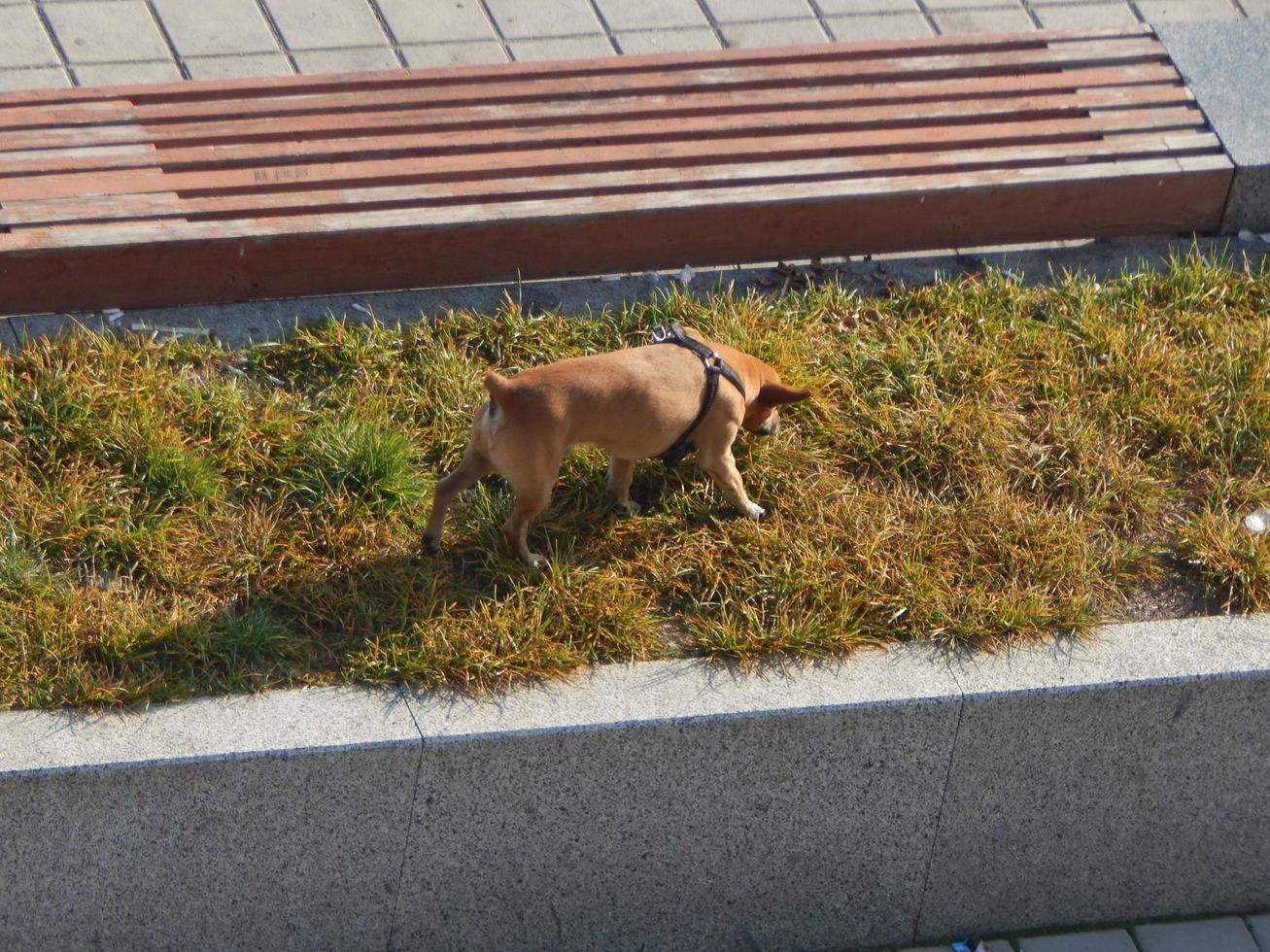 Various animals in the city of birds, dogs, insects photo