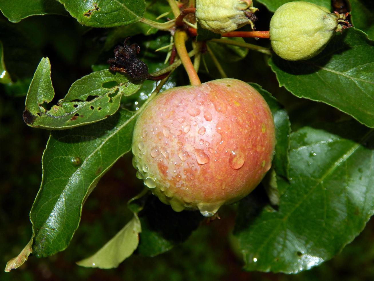 cosecha de verano de frutas y bayas en el jardín del jardín foto