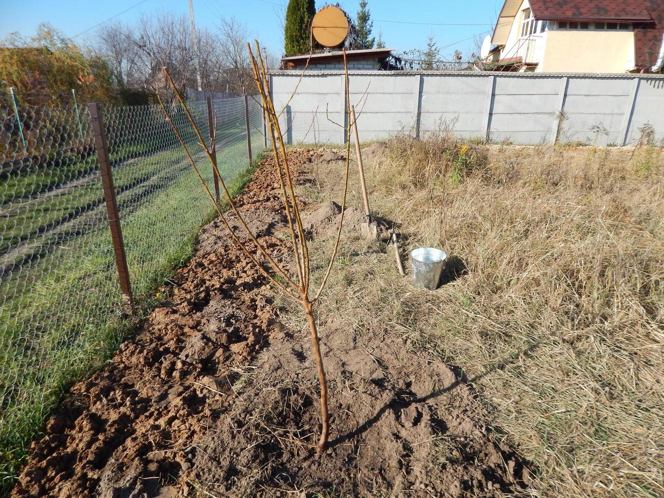 Planting young tree seedlings in autumn in the garden photo