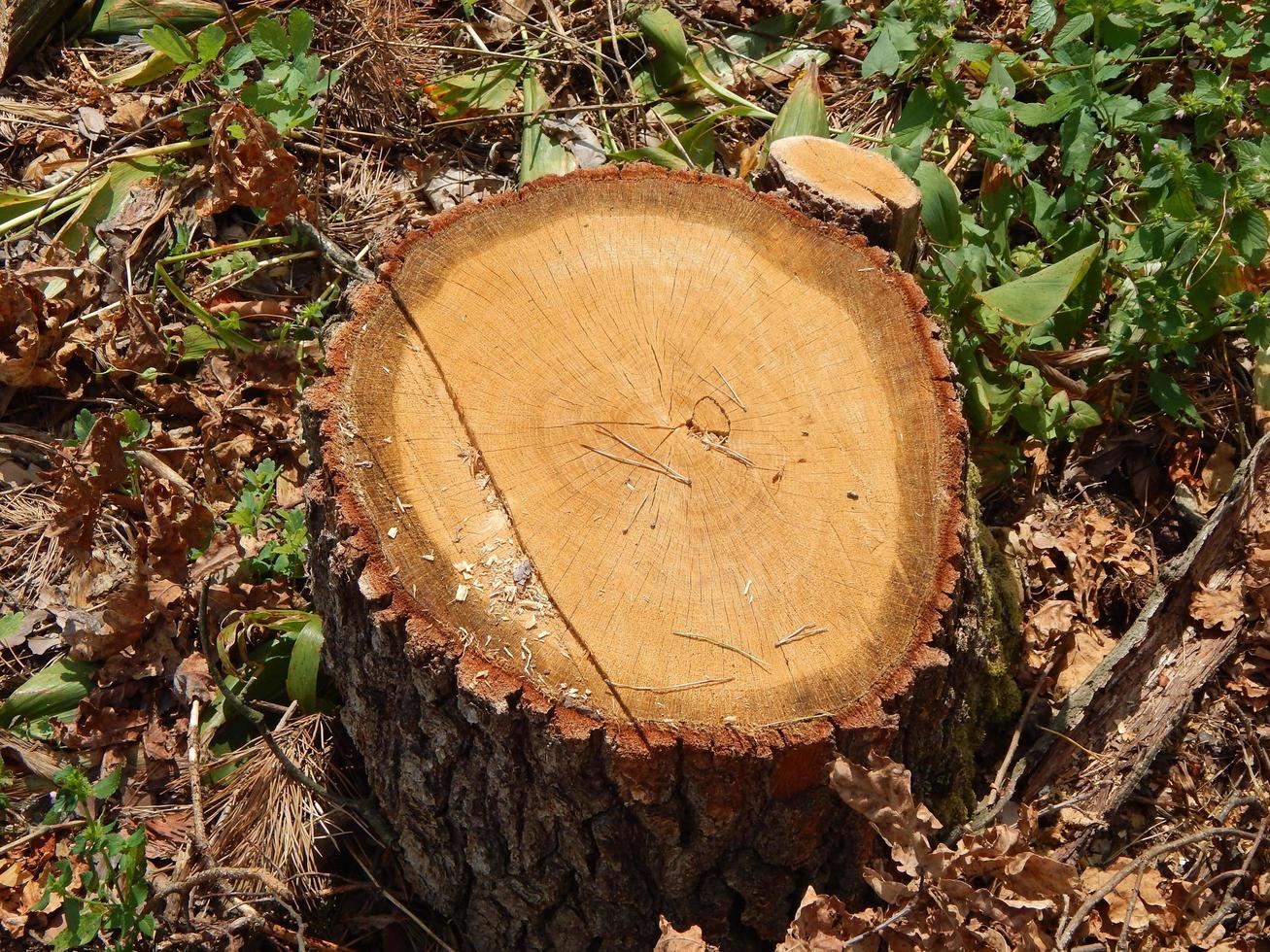 textura de madera tala de árboles de madera foto