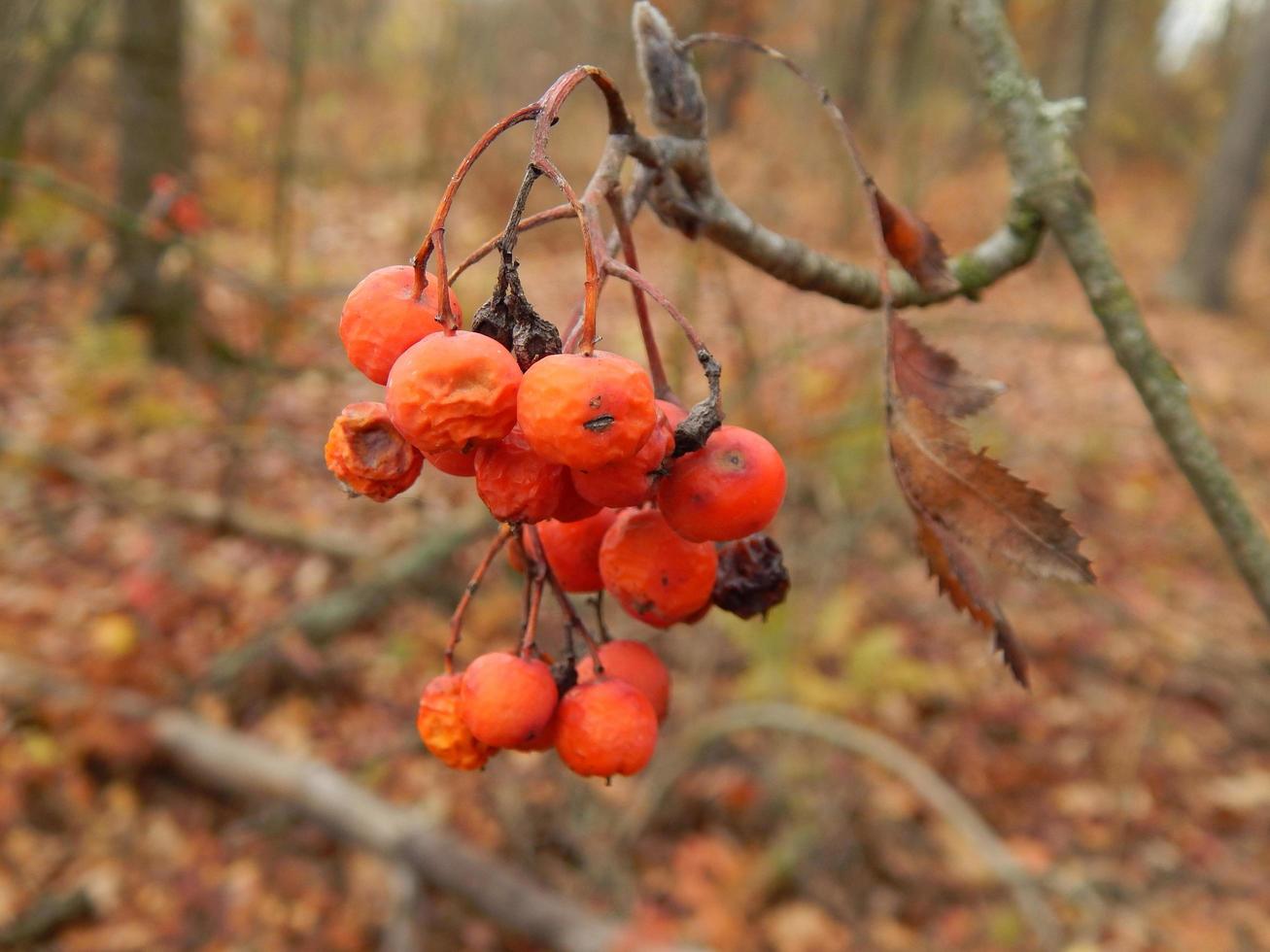 Texture of plants and nature of the autumn forest photo