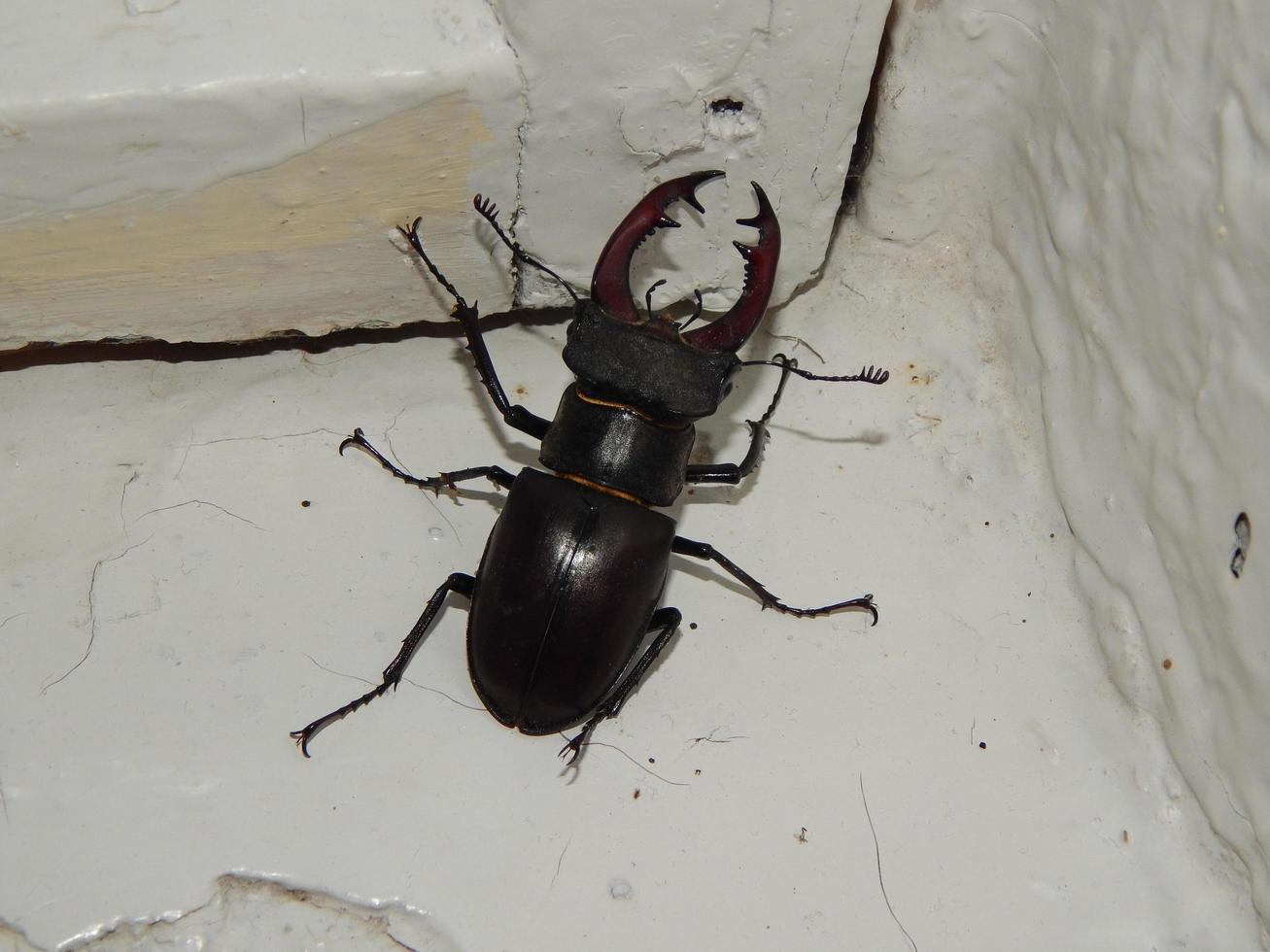 Large beetle stag beetle insects photo