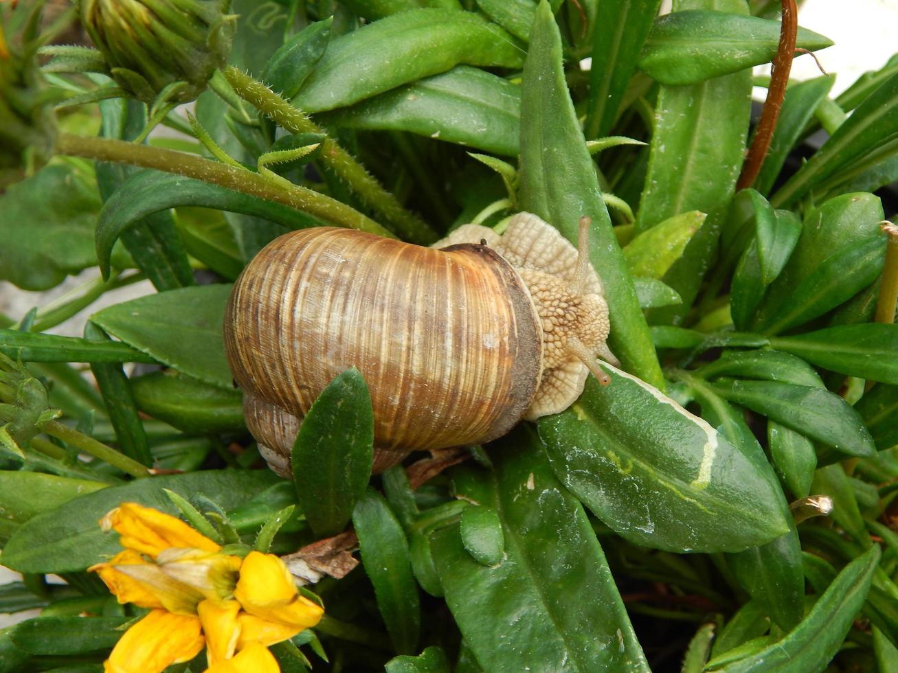 Snail crawling the green grass in garden photo