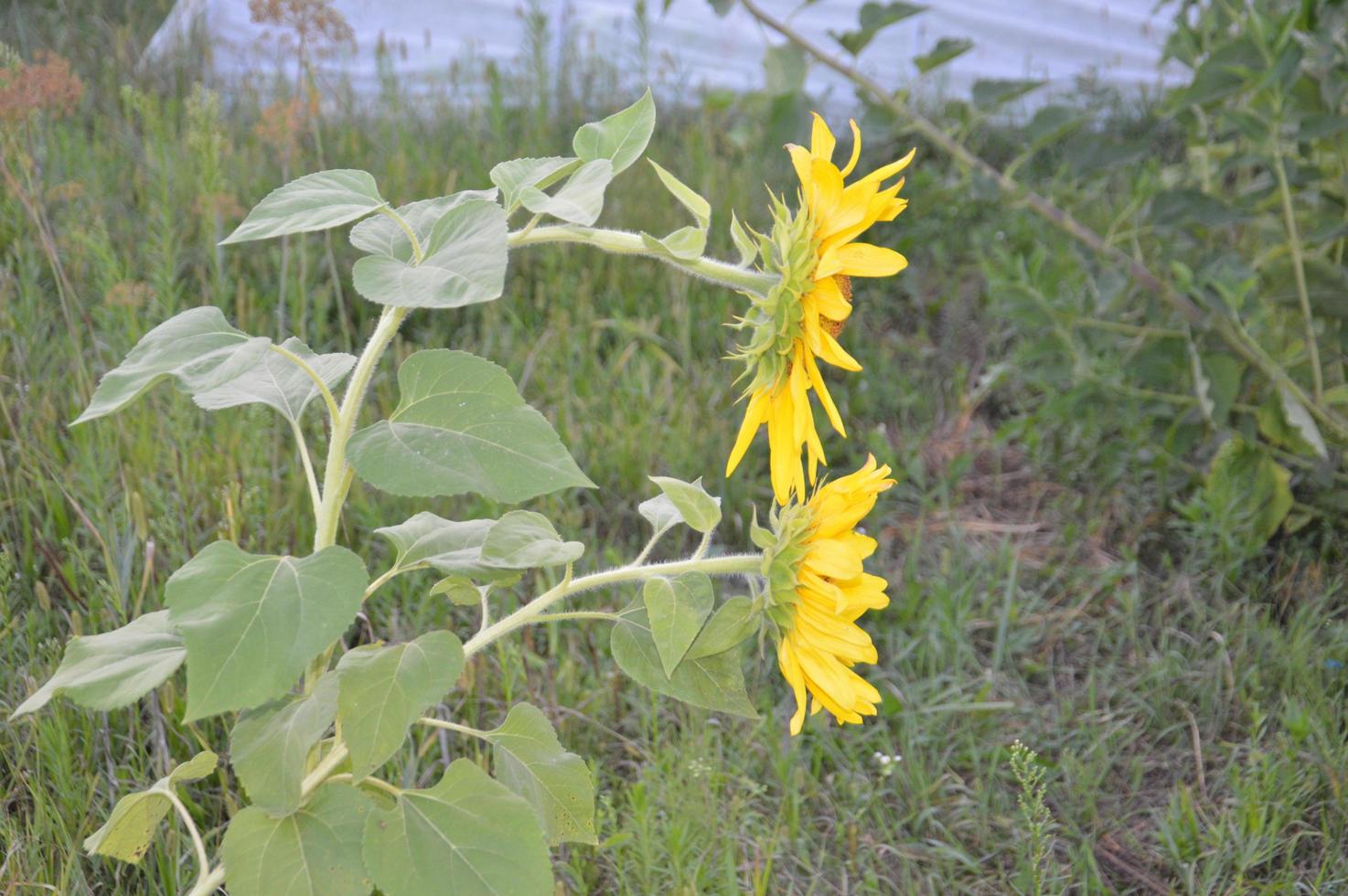 Late sunflower bent in the evening in the garden photo