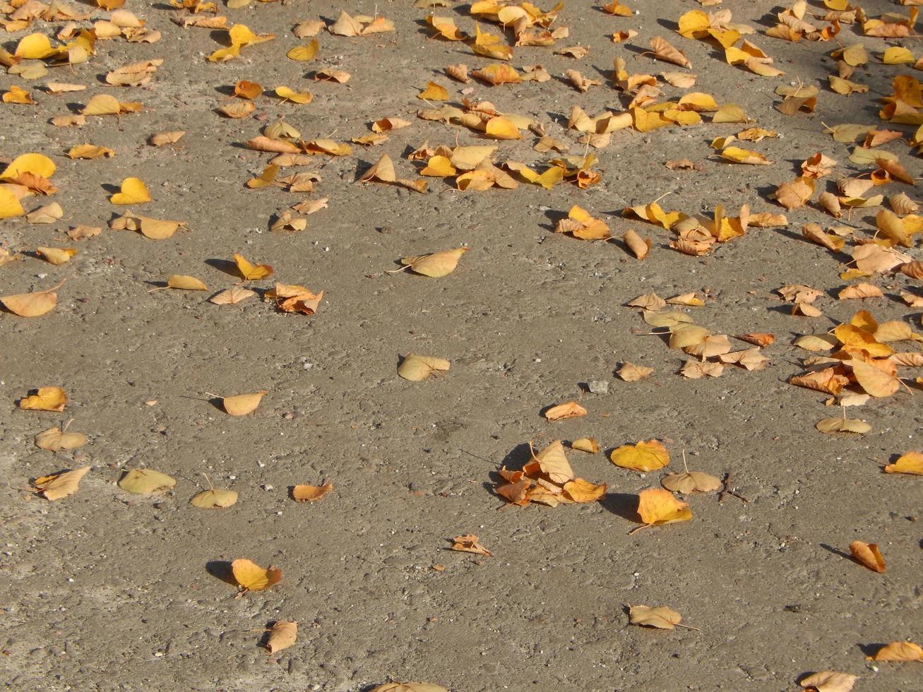 Texture of the autumn foliage of trees photo