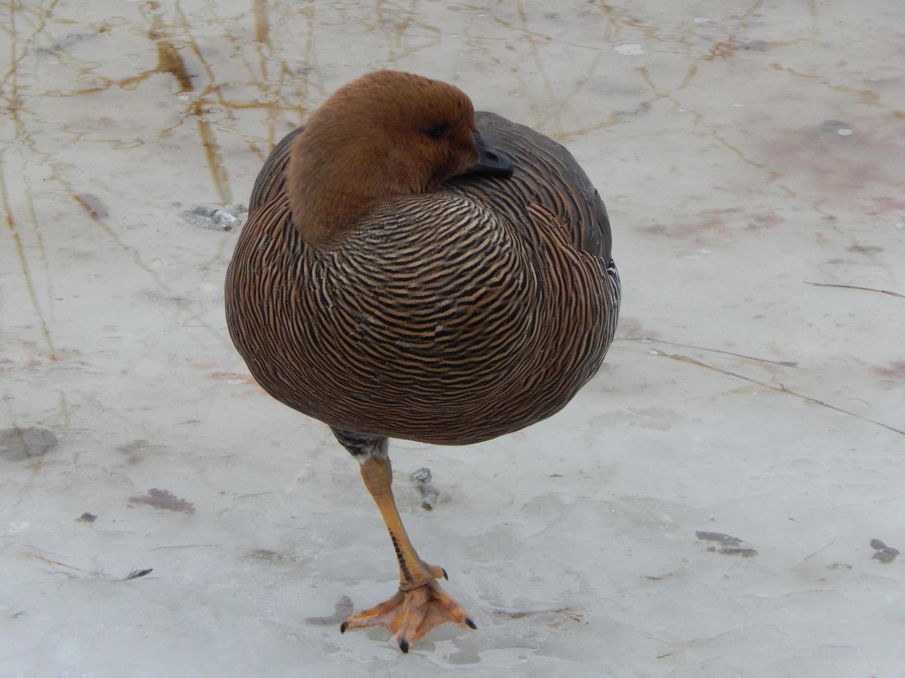 Birds in the aviary close-up photo