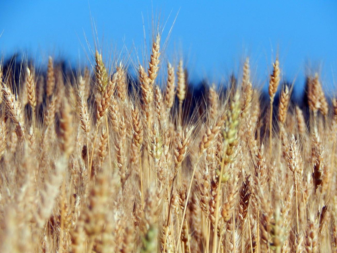 Wheat field texture of hay photo