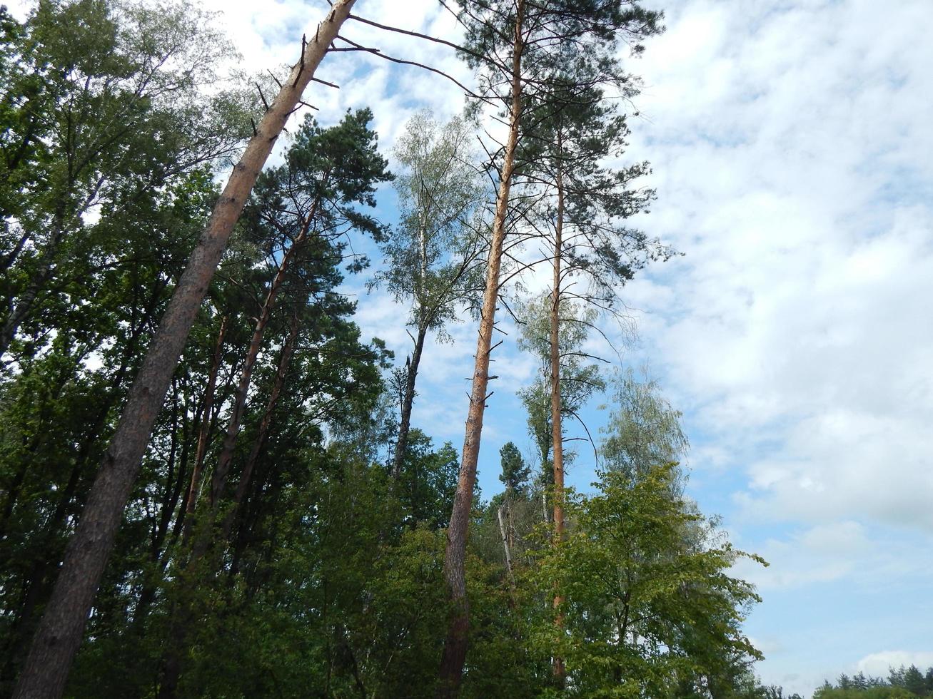 bosque paisaje árboles fondos de pantalla el árbol foto