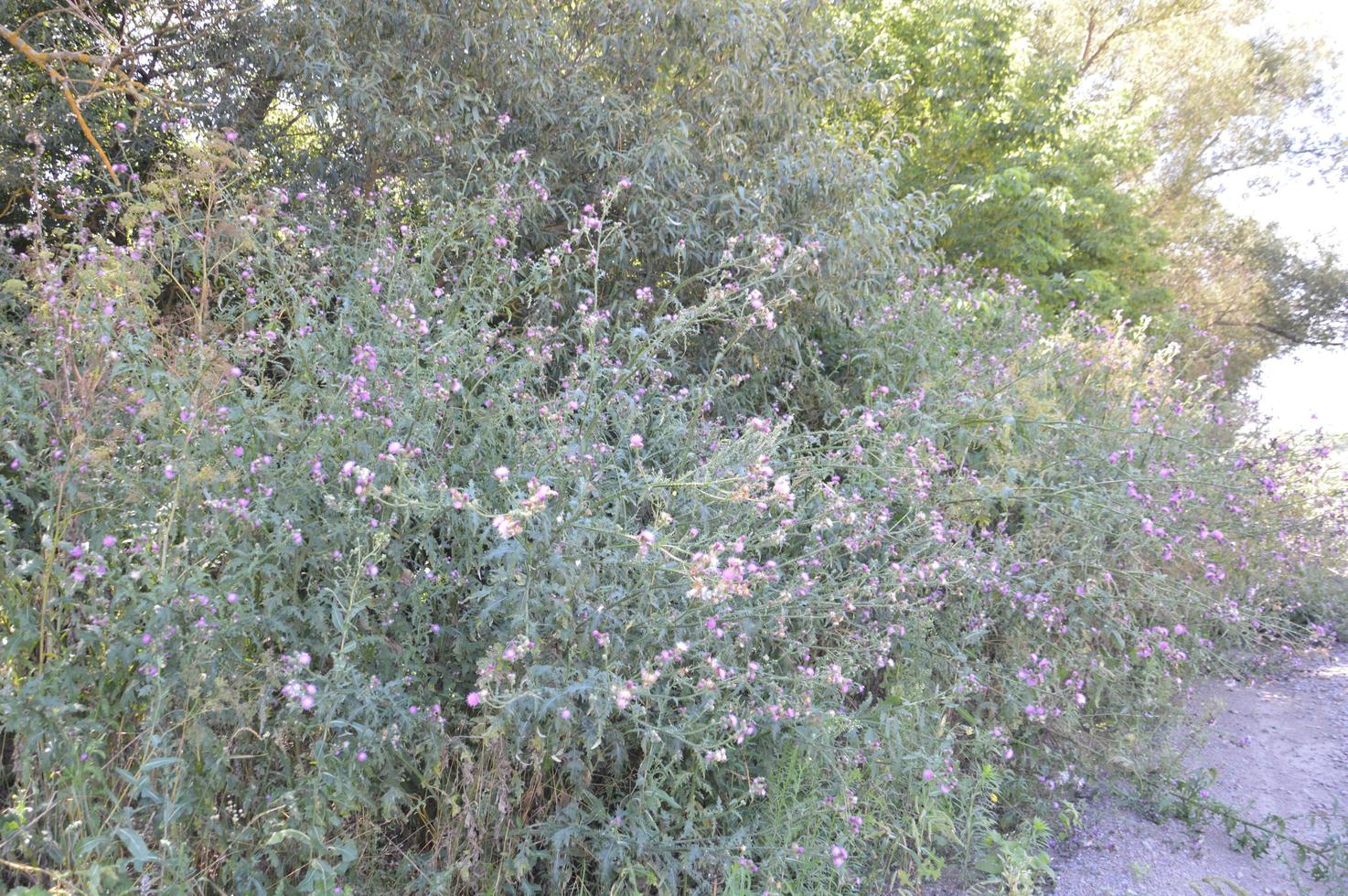 hierba espinosa hogweed crece a lo largo de la carretera foto