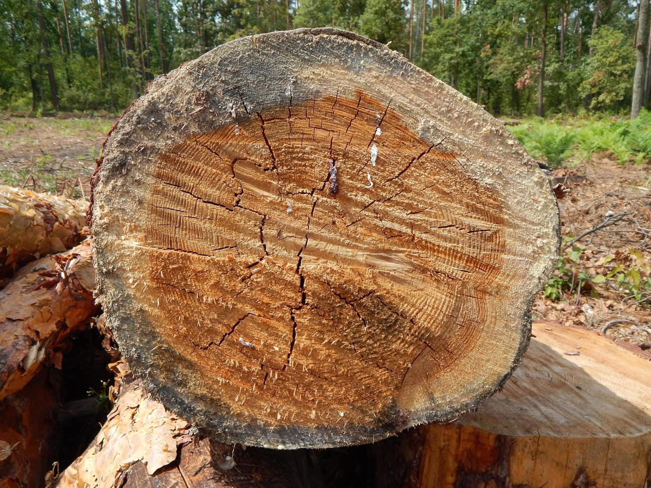 textura de madera tala de árboles de madera foto