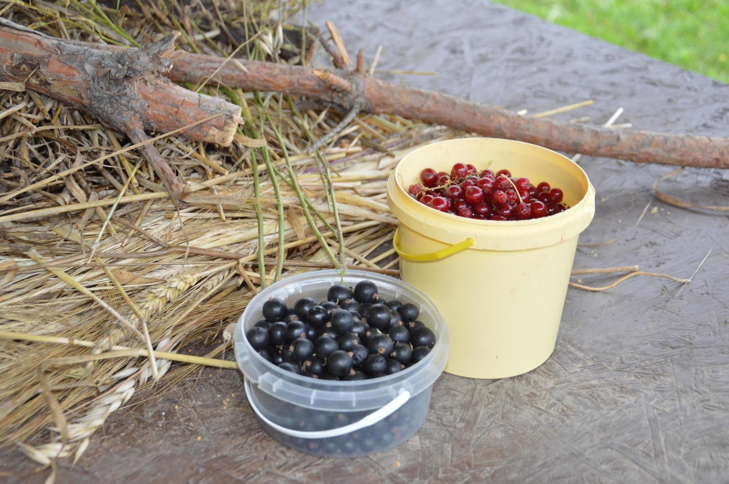 Still life of harvested berries and vegetables in the garden photo