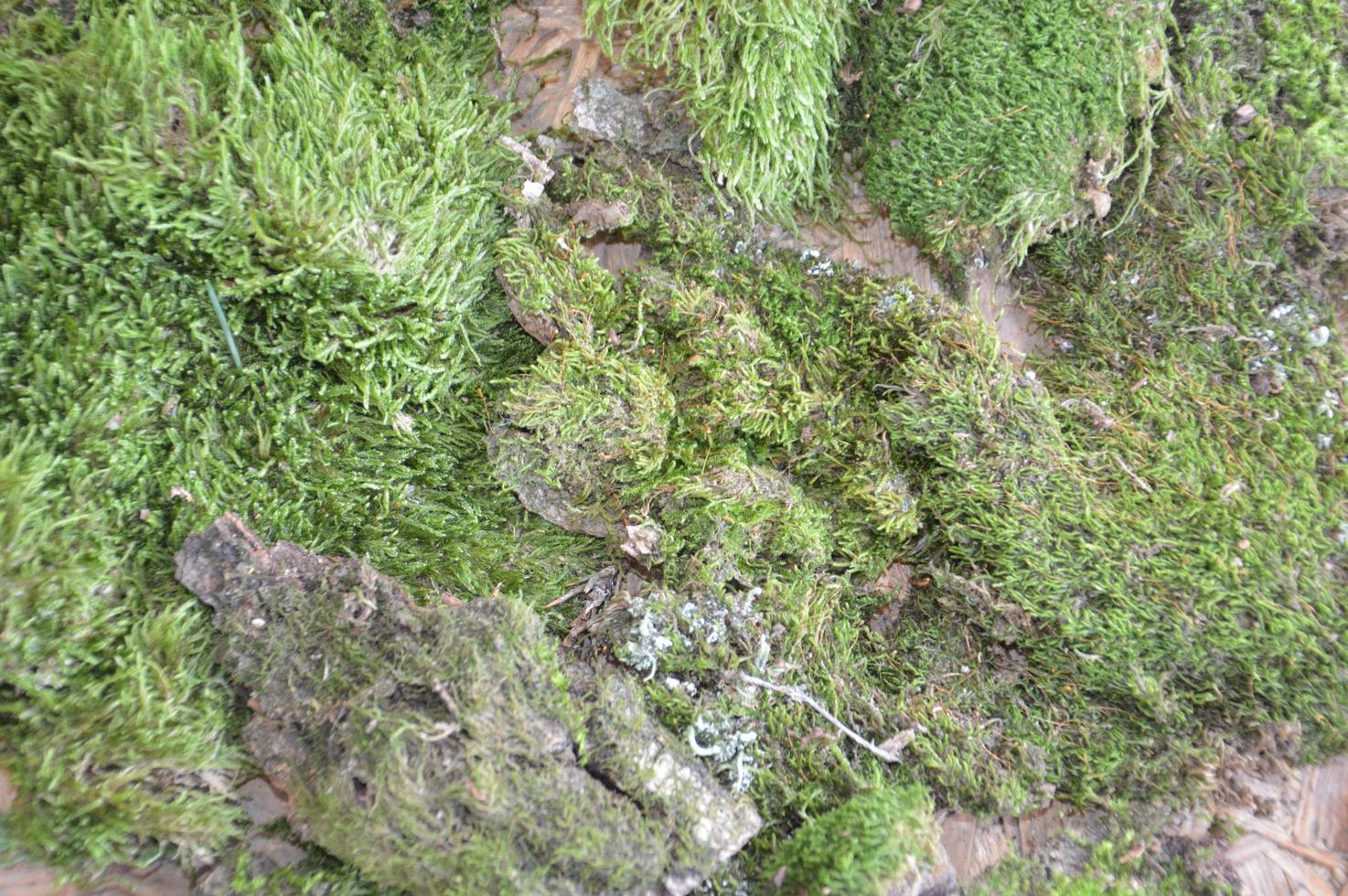 Forest moss texture with tree photo