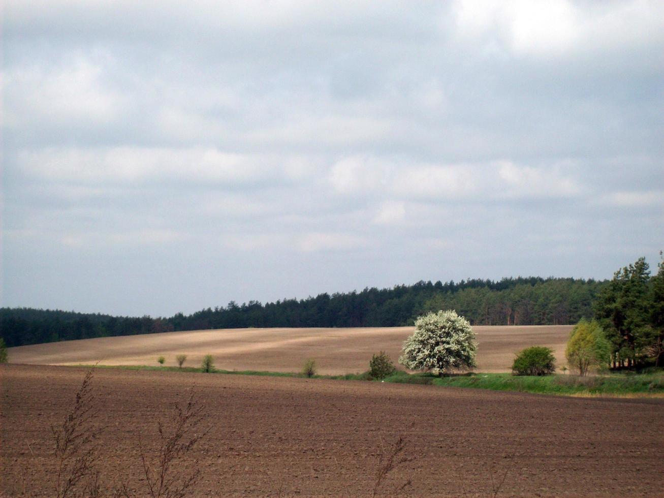 campo fuera de la ciudad, plantas agrícolas. foto