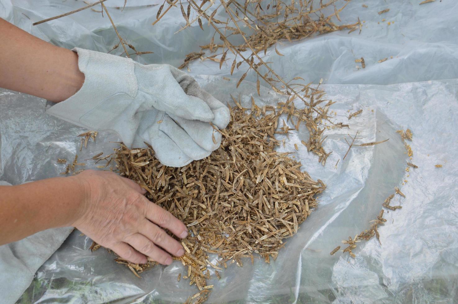 Collection of dry green manure plants for the next season in the garden photo