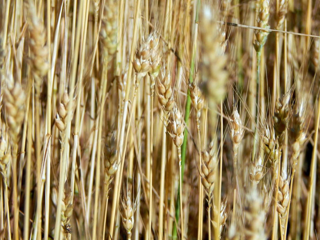 campo de trigo textura de heno foto