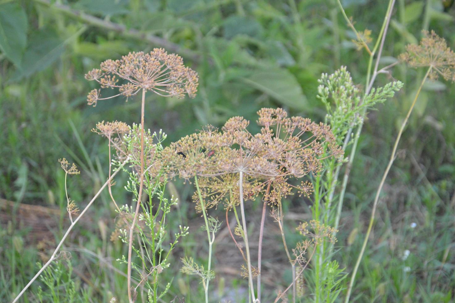 Dry dill grows in the garden for seasoning photo