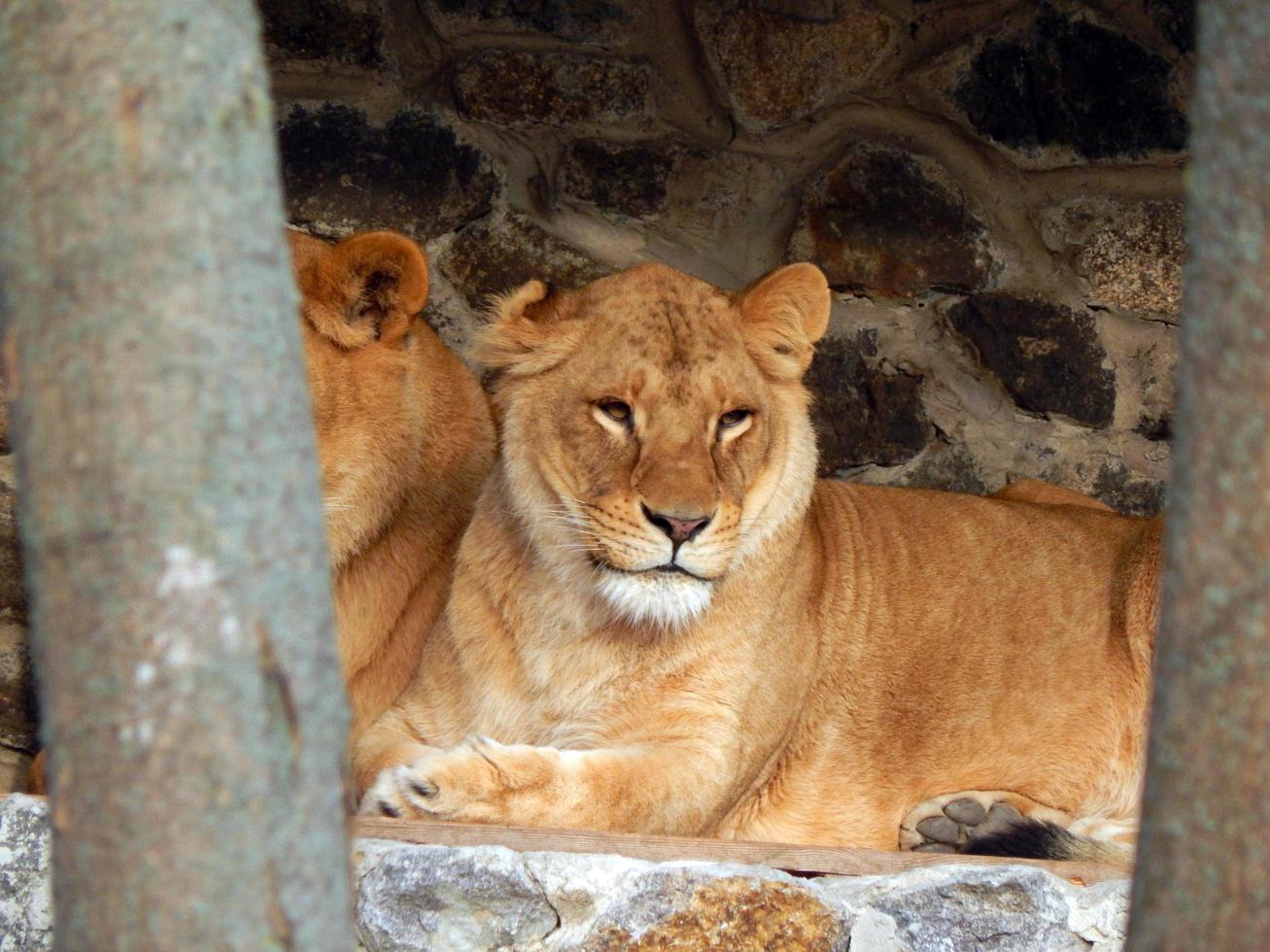 Zoo animals in cages and aviaries photo