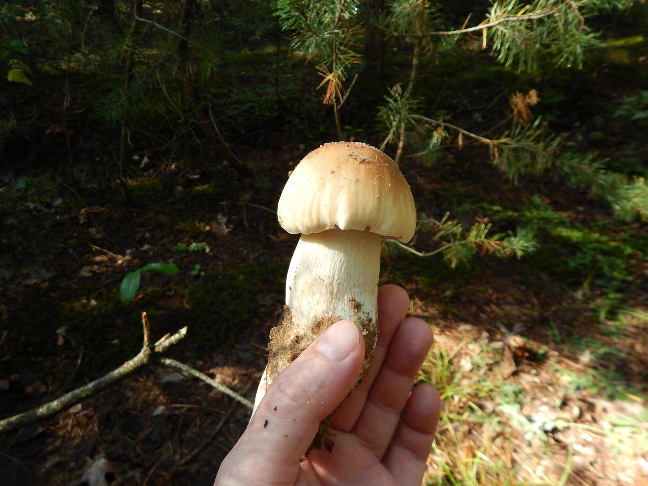 Collection and preparation of autumn edible mushrooms photo