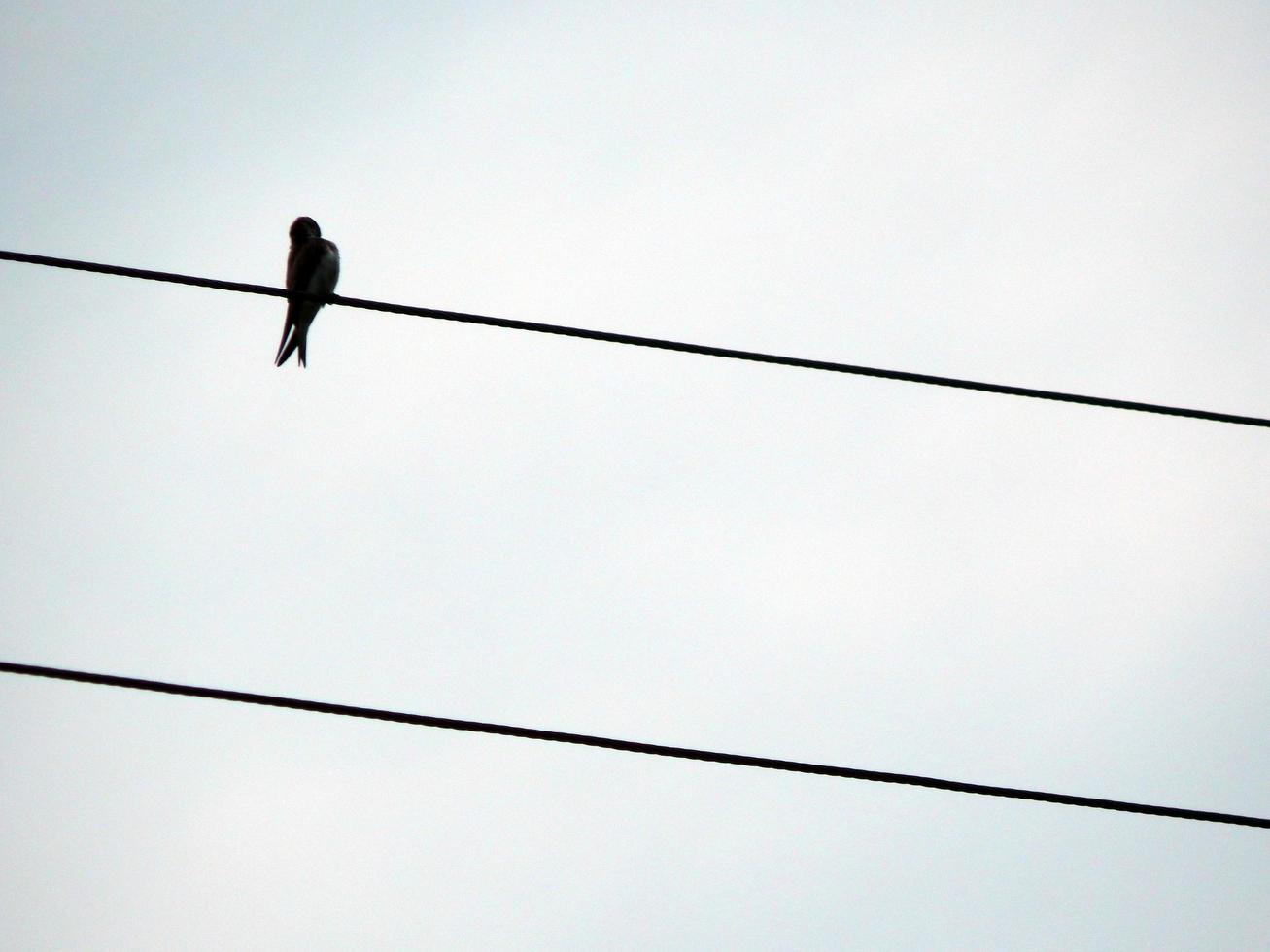 Los pájaros se sientan en los cables eléctricos de la escuela. foto