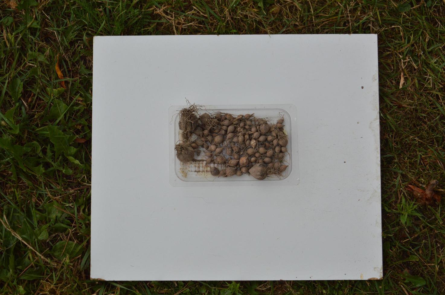 Items on a white background on the grass photo