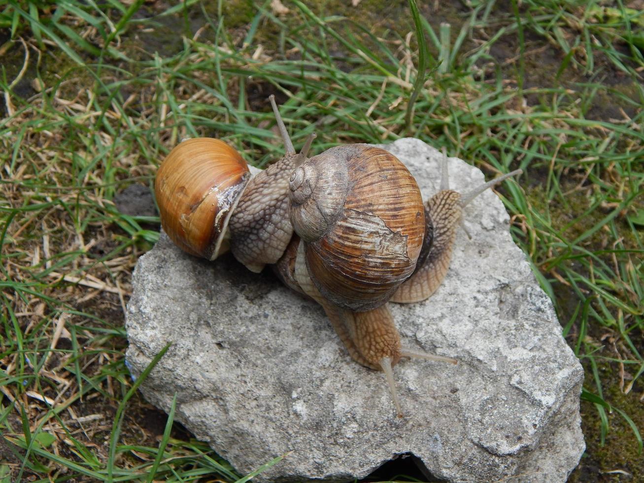 Caracol arrastrándose por la hierba verde en el jardín foto