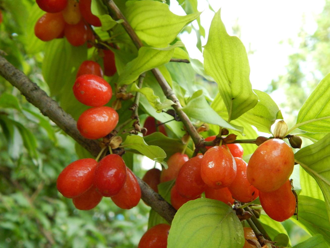 The food in the garden and frehly vegetable photo