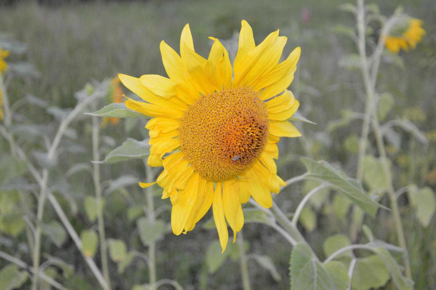 Late sunflower bent in the evening in the garden photo