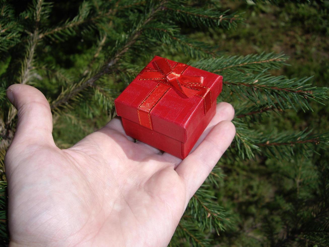 Gift in a man's hand on a background of fir photo