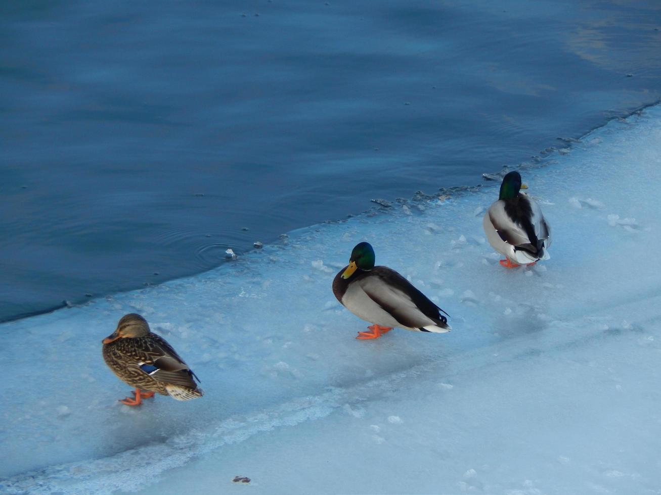 Ducks sit on the ice and swim in the river photo