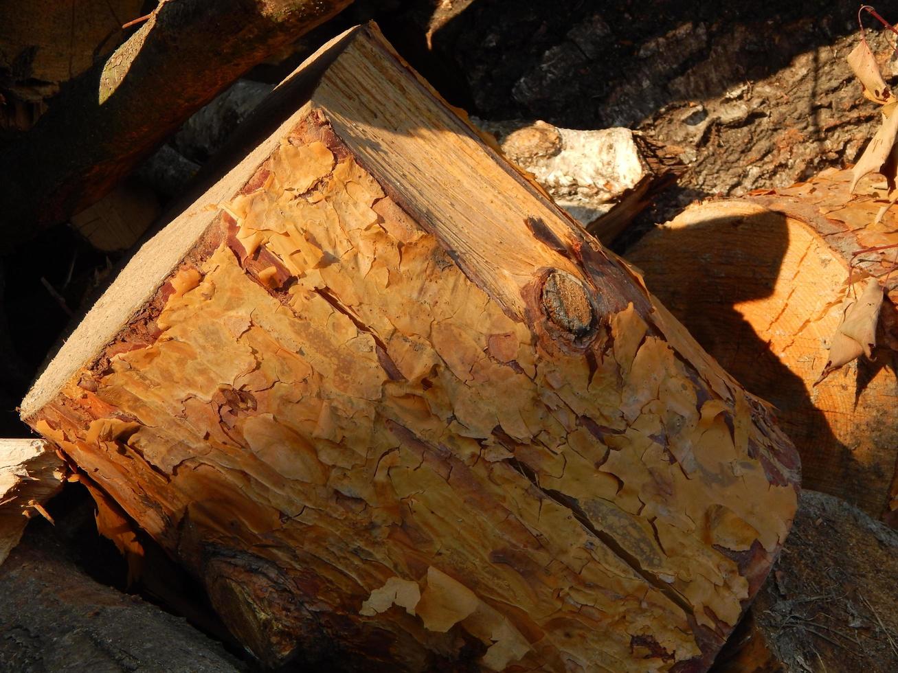 textura de madera tala de árboles de madera foto