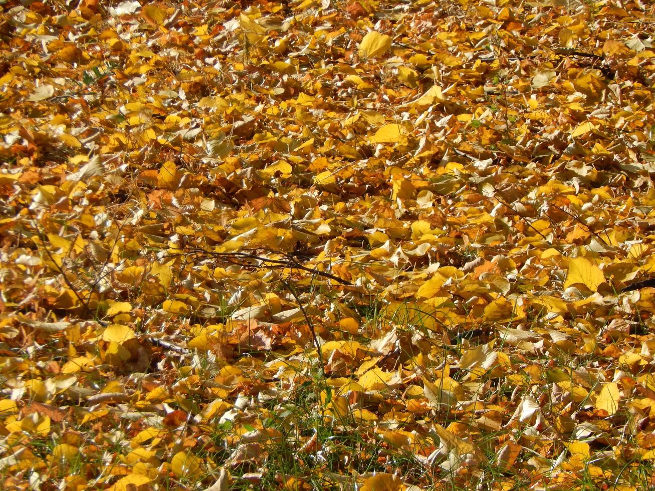 Texture of the autumn foliage of trees photo