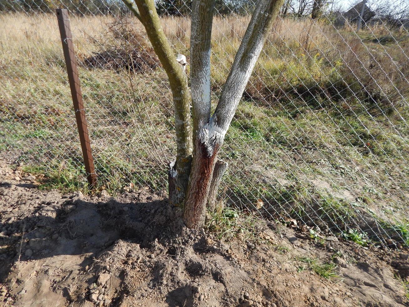 Planting young tree seedlings in autumn in the garden photo