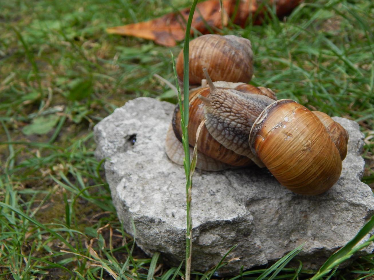 Snail crawling the green grass in garden photo