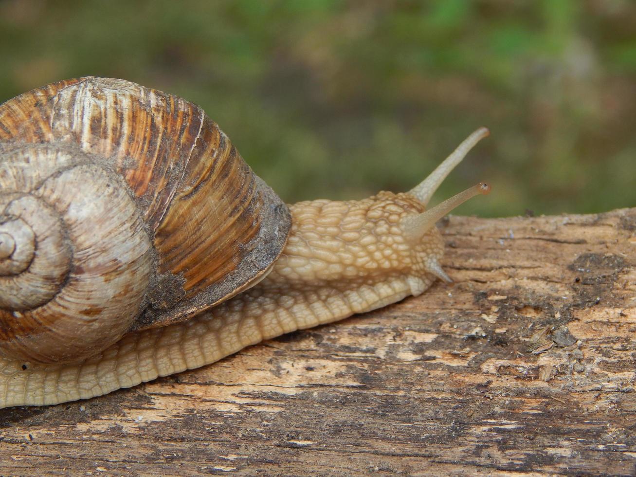 Caracol arrastrándose por la hierba verde en el jardín foto